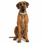 Woofpur™ Personalized Collar