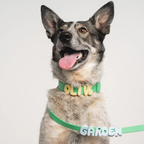 Personalized Waterproof Dog Collar with Charms